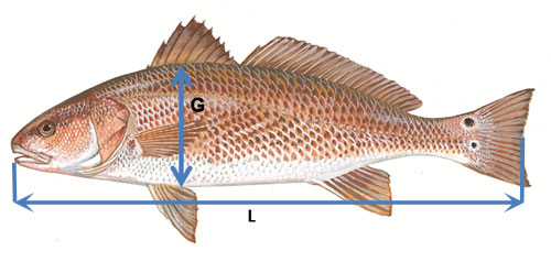 Estimating Fish Weight