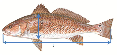 Redfish Length To Weight Chart