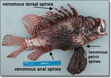 Lionfish, showing venomous spines on dorsal, pelvic, and anal regions