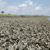 Successful Oyster Planting in Distant Island