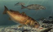 Red Drum Fish
