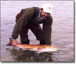 Large Red Drum Fish