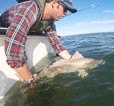 Large Red Drum released