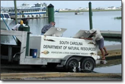 Stocking Red Drum Fish