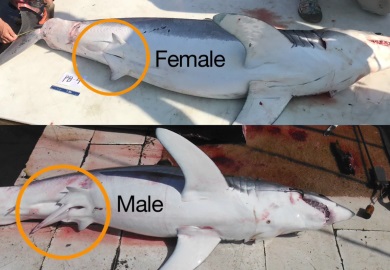 Female and Male Shortfin Mako Sharks